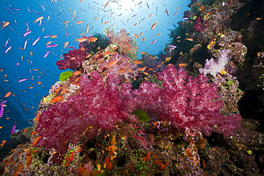 Colorful coral reef, Namena Marine Reserve, Fiji, Pacific