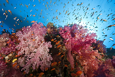 Colorful coral reef, Namena Marine Reserve, Fiji, Pacific