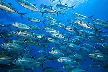 Shoal of bigeye trevally (Caranx sexfasciatus), Namena Marine Reserve, Fiji, Pacific