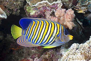 Regal angelfish (Pygoplites diacanthus), Namena Marine Reserve, Fiji, Pacific