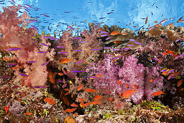 Colorful coral reef, Makogai, Lomaviti, Fiji, Pacific