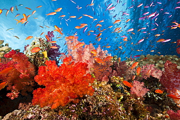 Colorful coral reef, Makogai, Lomaviti, Fiji, Pacific