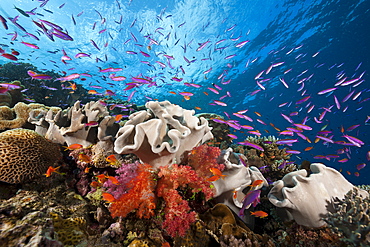 Anthias (Luzonichthys whitleyi) and (Pseudanthias squamipinnis) over coral reef, Makogai, Lomaviti, Fiji, Pacific