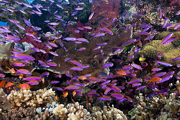 Slender basslets (Luzonichthys whitleyi), in coral reef, Makogai, Lomaviti, Fiji, Pacific