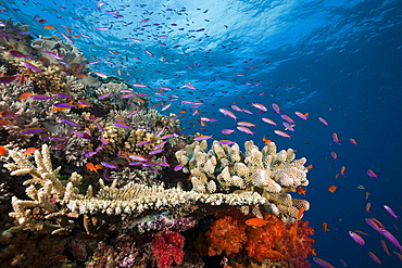 Slender basslets (Luzonichthys whitleyi), in coral reef, Makogai, Lomaviti, Fiji, Pacific