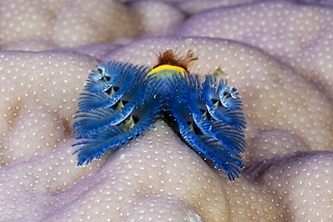 Blue Christmas tree worm (Spirobranchus giganteus), Namena Marine Reserve, Fiji, Pacific