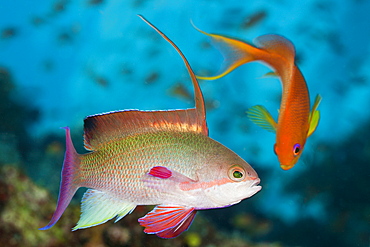 Lyretail anthias (Pseudanthias squamipinnis), Namena Marine Reserve, Fiji, Pacific