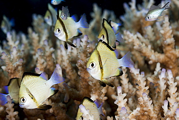 Reticulated dascyllus (Dascyllus reticulatus), Namena Marine Reserve, Fiji, Pacific