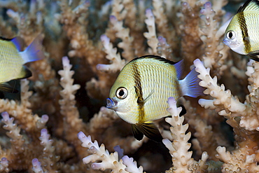 Reticulated dascyllus (Dascyllus reticulatus), Namena Marine Reserve, Fiji, Pacific