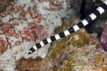 Banded yellow-lip sea krait (Laticauda colobrina), Gau, Lomaiviti, Fiji, Pacific