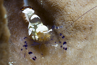 Commensal shrimp of Sea Anemone, anemone shrimp (Periclimenes brevicarpalis), Gau, Lomaiviti, Fiji, Pacific