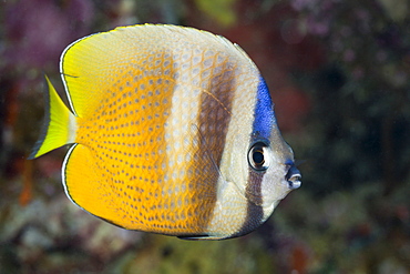 Kleins butterflyfish (Chaetodon kleinii), Gau, Lomaiviti, Fiji, Pacific