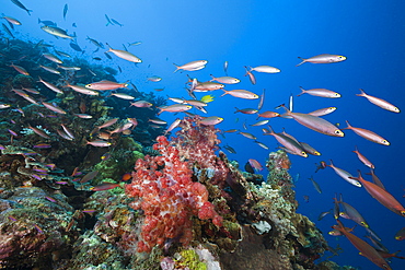 Banana Fusilier (Pterocaesio pisang) over reef, Gau, Lomaiviti, Fiji, Pacific