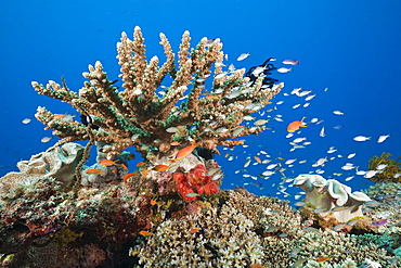 Coral Reef, Gau, Lomaiviti, Fiji, Pacific