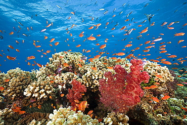 Lyretail anthias (Pseudanthias squamipinnis), in coral reef, Gau, Lomaiviti, Fiji, Pacific