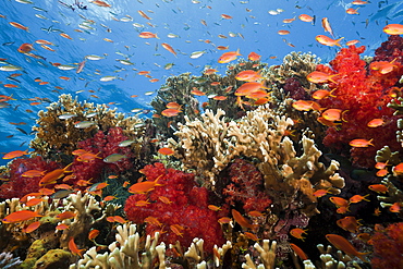 Lyretail anthias (Pseudanthias squamipinnis), in coral reef, Gau, Lomaiviti, Fiji, Pacific