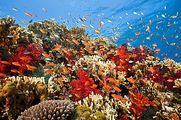 Lyretail anthias (Pseudanthias squamipinnis), in coral reef, Gau, Lomaiviti, Fiji, Pacific