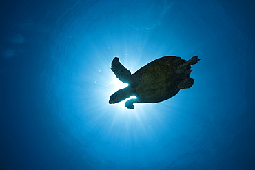 Hawksbill turtle (Eretmochelys imbricata), Namena Marine Reserve, Fiji, Pacific