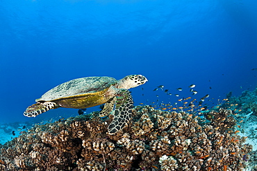 Hawksbill turtle (Eretmochelys imbricata), Namena Marine Reserve, Fiji, Pacific