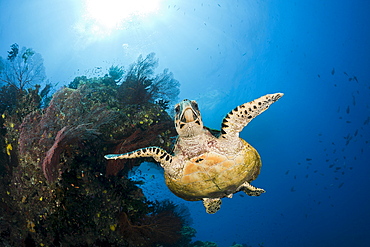 Hawksbill turtle (Eretmochelys imbricata), Namena Marine Reserve, Fiji, Pacific