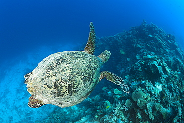 Hawksbill turtle (Eretmochelys imbricata), Namena Marine Reserve, Fiji, Pacific