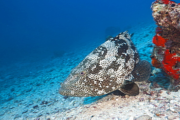 Malabar grouper (Epinephelus malabaricus), Nagali, Fiji, Pacific