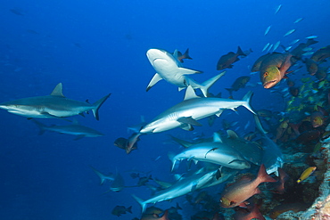 Group of grey reef sharks (Carcharhinus amblyrhynchos), Nagali, Fiji, Pacific