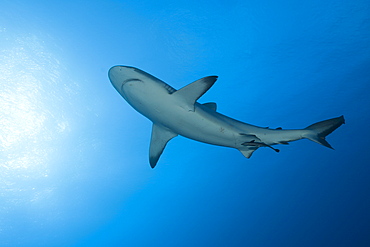 Grey reef shark (Carcharhinus amblyrhynchos), Nagali, Fiji, Pacific