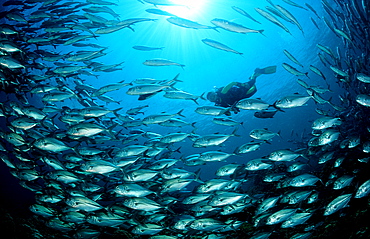 Bigeye trevally and scuba diver, Caranx sexfasciatus, Malaysia, Pazifik, Pacific ocean, Borneo, Sipadan