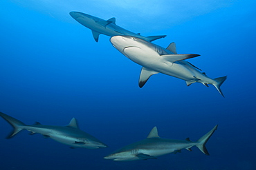 Group of grey reef sharks (Carcharhinus amblyrhynchos), Nagali, Fiji, Pacific