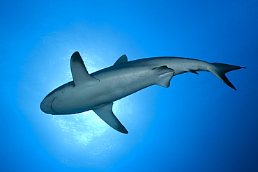 Grey reef shark (Carcharhinus amblyrhynchos), Nagali, Fiji, Pacific