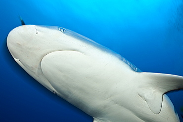 Grey reef shark (Carcharhinus amblyrhynchos), Nagali, Fiji, Pacific