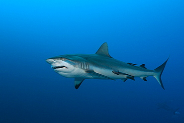 Grey reef shark (Carcharhinus amblyrhynchos), Nagali, Fiji, Pacific