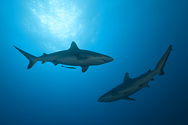 Grey reef sharks (Carcharhinus amblyrhynchos), Nagali, Fiji, Pacific