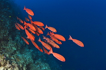 School of slender pinjalo fish (Pinjalo lewisi), Nagali, Fiji, Pacific