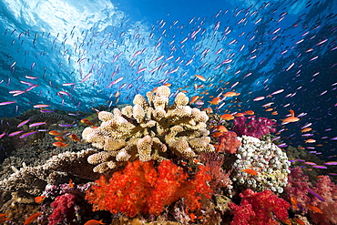 Colorful coral reef, Namena Marine Reserve, Fiji, Pacific