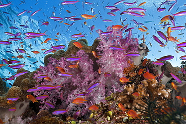Colorful coral reef, Namena Marine Reserve, Fiji, Pacific