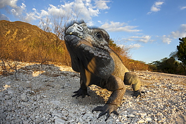 Rhinoceros iguana (Cyclura cornuta), Isla Cabritos National Park, Lago Enriquillo, Dominican Republic, West Indies, Central America