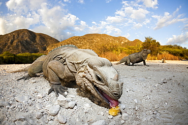 Rhinoceros iguana (Cyclura cornuta), Isla Cabritos National Park, Lago Enriquillo, Dominican Republic, West Indies, Central America