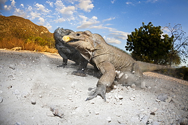 Rhinoceros iguana (Cyclura cornuta), Isla Cabritos National Park, Lago Enriquillo, Dominican Republic, West Indies, Central America