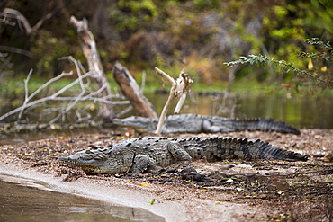 American crocodile (Crocodylus acutus) at salt lake Lago Enriquillo, Isla Cabritos National Park, Dominican Republic, West Indies, Central America