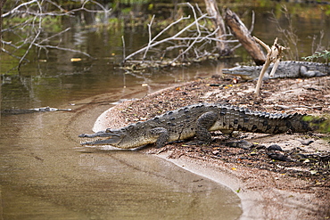 American crocodile (Crocodylus acutus) at salt lake Lago Enriquillo, Isla Cabritos National Park, Dominican Republic, West Indies, Central America