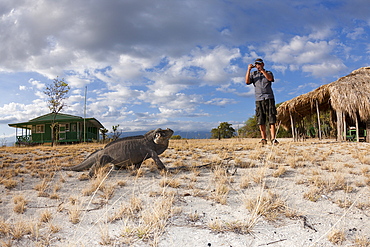 Rhinoceros iguana (Cyclura cornuta), Isla Cabritos National Park, Lago Enriquillo, Dominican Republic, West Indies, Central America