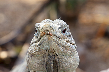 Hispaniolan ground iguana (Cyclura ricordii), Isla Cabritos National Park, Lago Enriquillo, Dominican Republic, West Indies, Central America