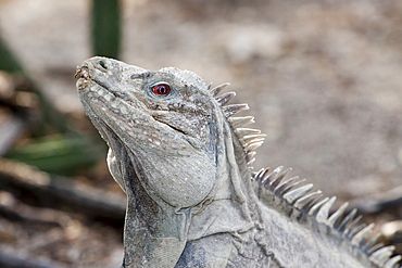 Hispaniolan ground iguana (Cyclura ricordii), Isla Cabritos National Park, Lago Enriquillo, Dominican Republic, West Indies, Central America