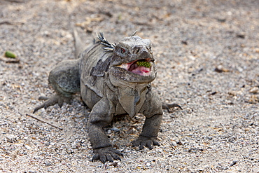 Hispaniolan ground iguana (Cyclura ricordii), Isla Cabritos National Park, Lago Enriquillo, Dominican Republic, West Indies, Central America