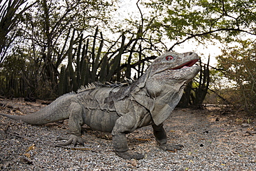 Hispaniolan ground iguana (Cyclura ricordii), Isla Cabritos National Park, Lago Enriquillo, Dominican Republic, West Indies, Central America