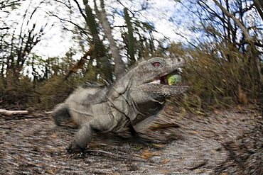 Hispaniolan ground iguana (Cyclura ricordii), Isla Cabritos National Park, Lago Enriquillo, Dominican Republic, West Indies, Central America