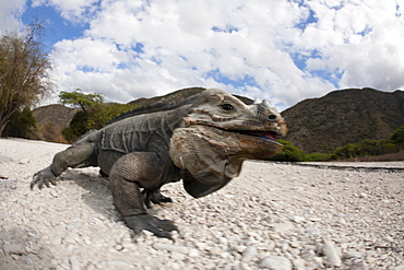 Rhinoceros iguana (Cyclura cornuta), Isla Cabritos National Park, Lago Enriquillo, Dominican Republic, West Indies, Central America