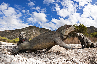 Rhinoceros iguana (Cyclura cornuta), Isla Cabritos National Park, Lago Enriquillo, Dominican Republic, West Indies, Central America